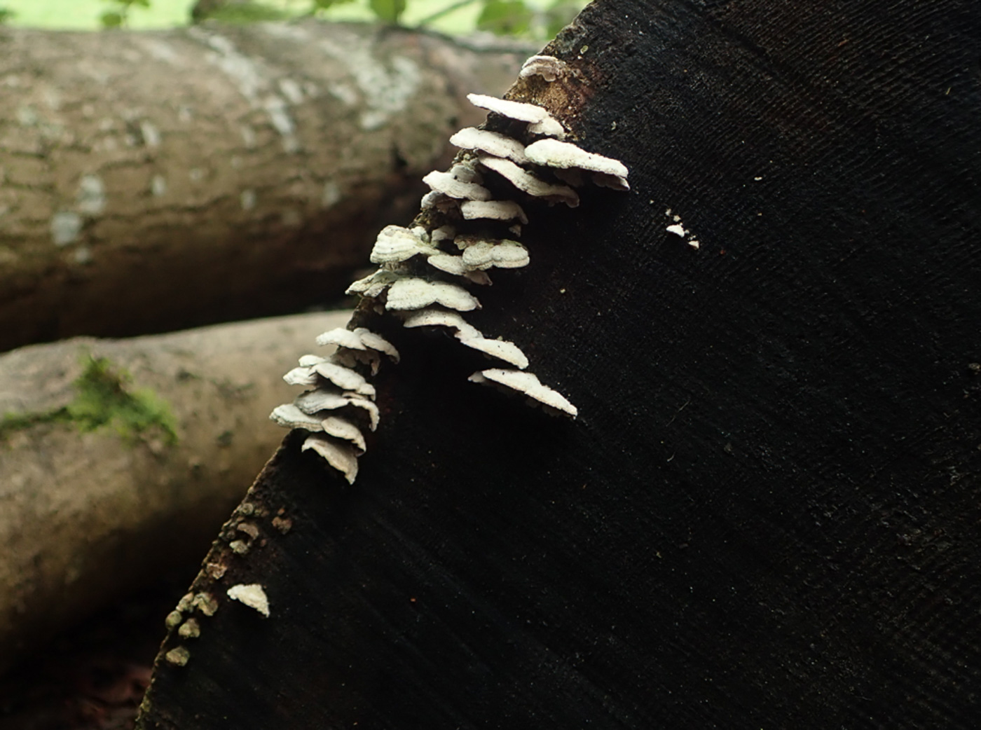 Photo © Penny Cullington Trichaptum abietinum by Penny Cullington